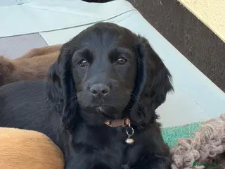 Cocker Spaniel dogs KC Reg - Working Cocker Spaniel Dog Pup - Advert 1