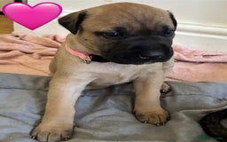 Mixed Breed dogs for sale: Beautiful Presa Mix Pups  - Image 9