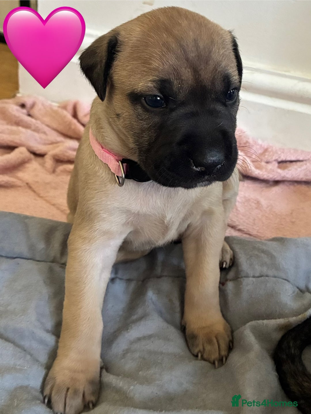 Mixed Breed dogs for sale: Beautiful Presa Mix Pups  - Image 9