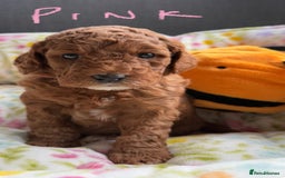 Labradoodle dogs for sale: Mini Red Labradoodle 🧬 clear  - Image 10