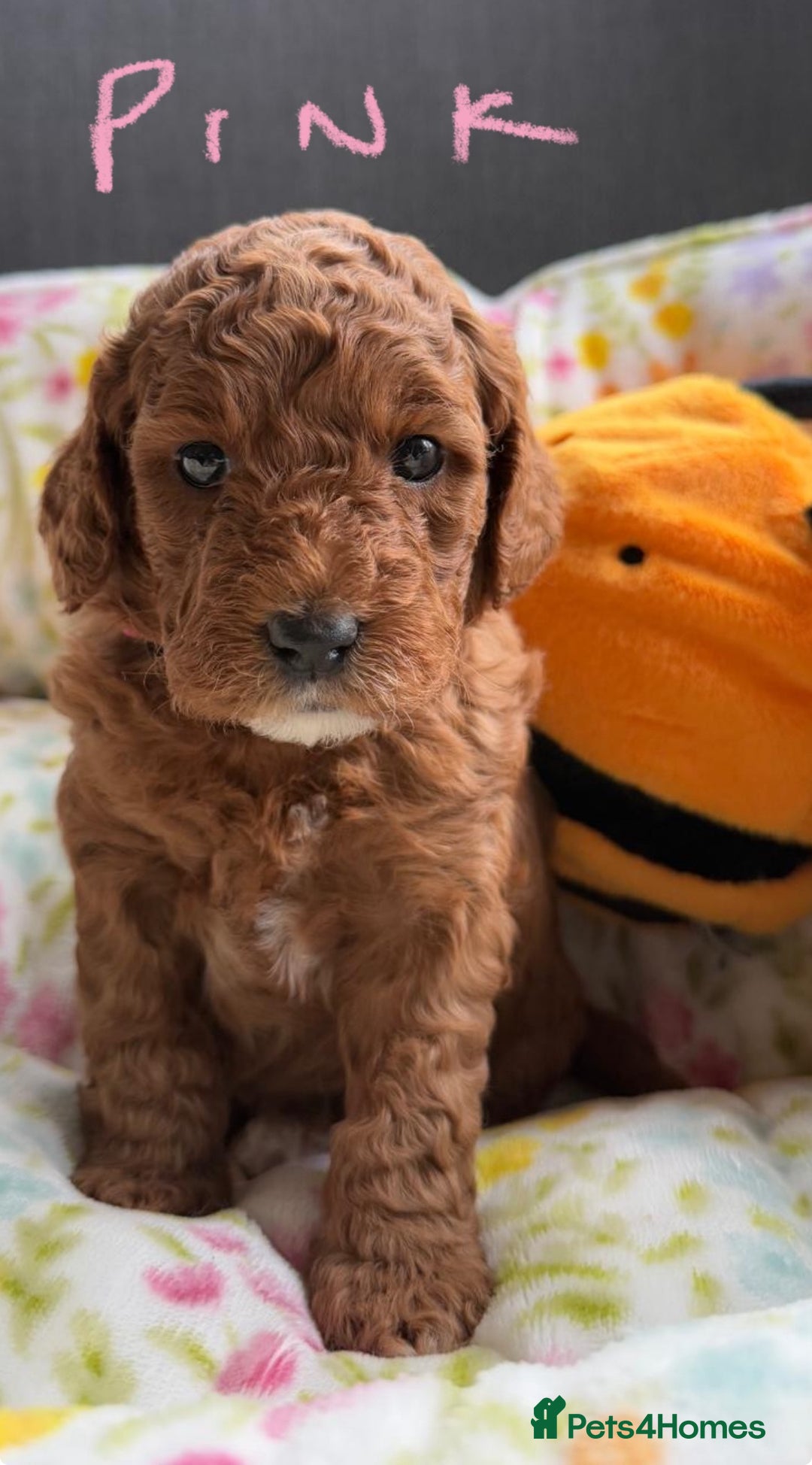Labradoodle dogs for sale: Mini Red Labradoodle 🧬 clear  - Image 10
