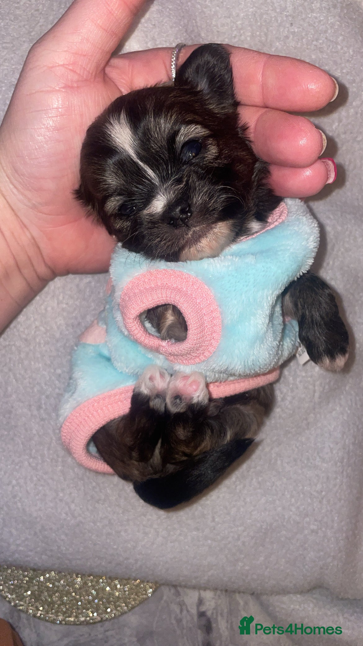 Mixed Breed dogs 1 Baby Boy Left 🩵🤎 - Advert 4