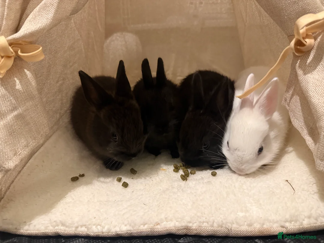 Netherland Dwarf rabbits for sale: 4 Netherland dwarf bunnies in East Grinstead - Advert 3
