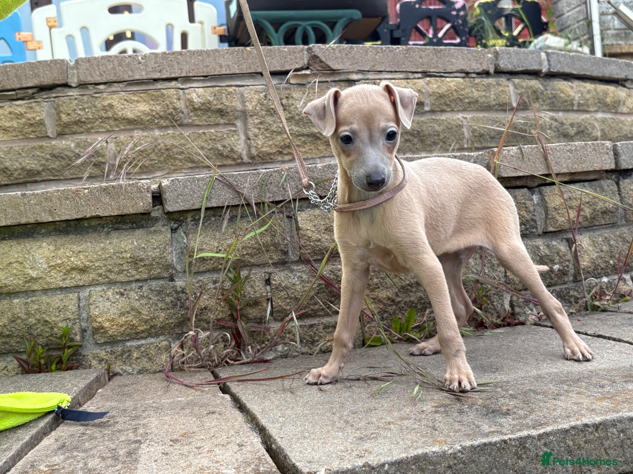 Italian Greyhound dogs 1 Blue girl 1 Fawn boy available - Advert 10