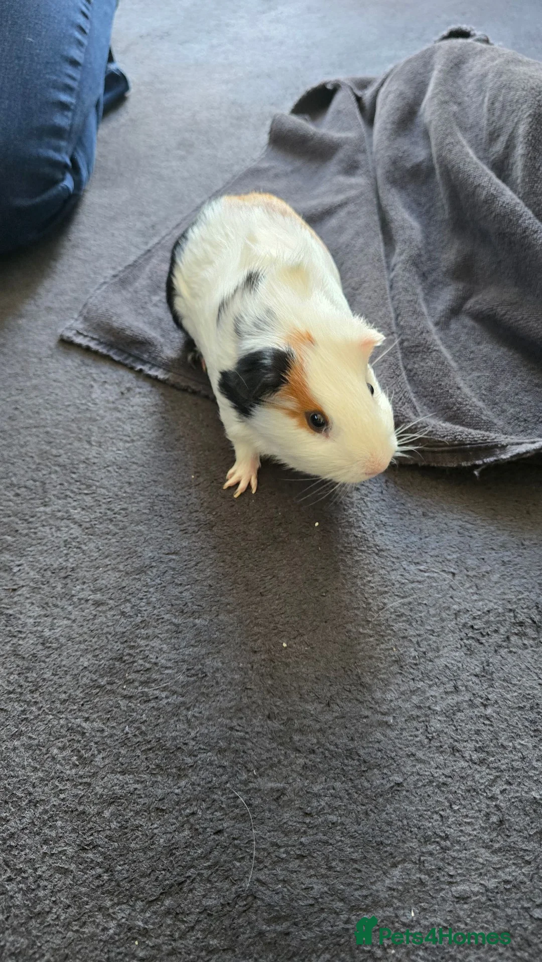 Guinea Pig rodents for sale: 2 X Male Guniea Pigs in London - Advert 7