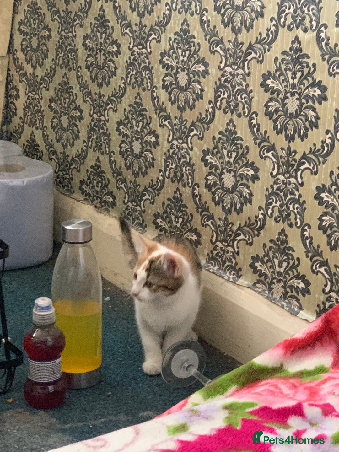 British Shorthair cats for sale: 3 Kitten ready to leave today  - Advert 25