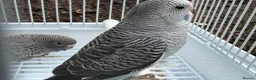 Budgerigars birds for sale: Bfbw, Bwbf, Rainbow hagoromo and other mutations  - Advert 7