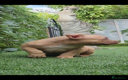 American Bully dogs for sale: American Bully female/ male with extreme future  - Image 2