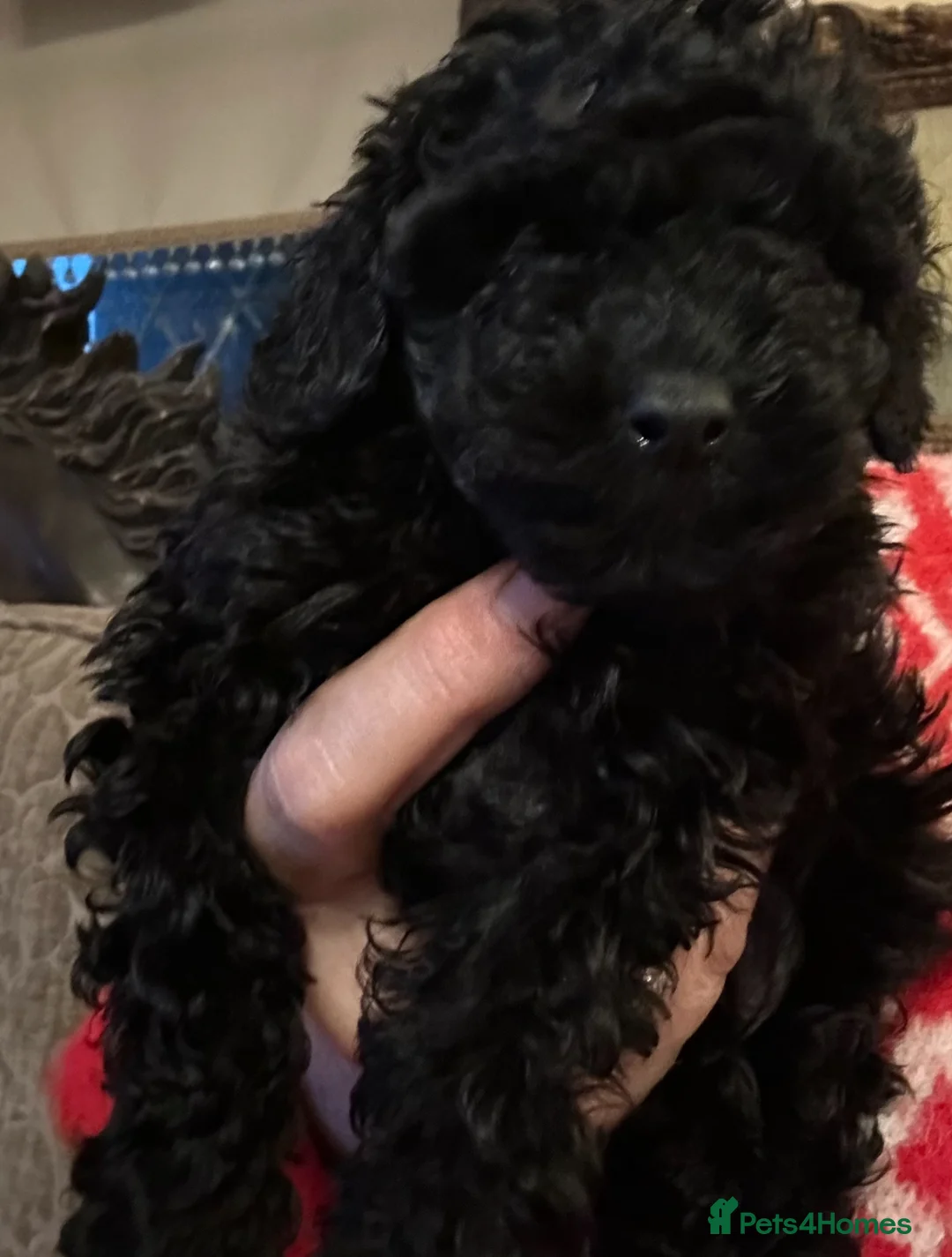 Toy Poodle dogs for sale: Tiny “Dottie” 1.6 in weight toy poodle  - Advert 2