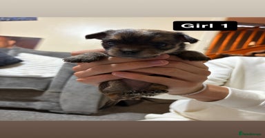Chorkie dogs - Advert 3