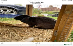 Mini Lop rabbits for sale: Female Black mini lop - Image 2