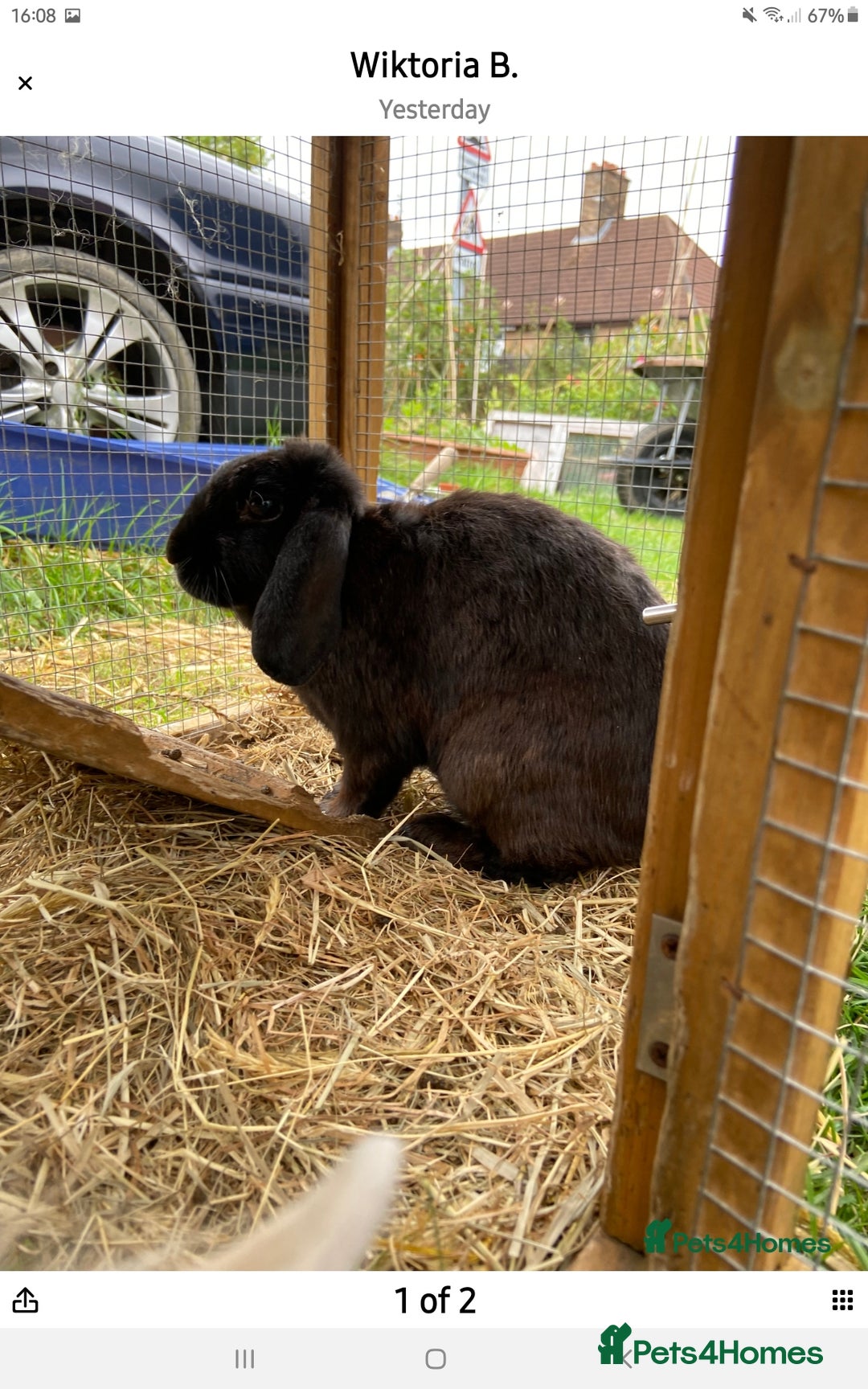 Mini Lop rabbits for sale: Female Black mini lop - Image 2