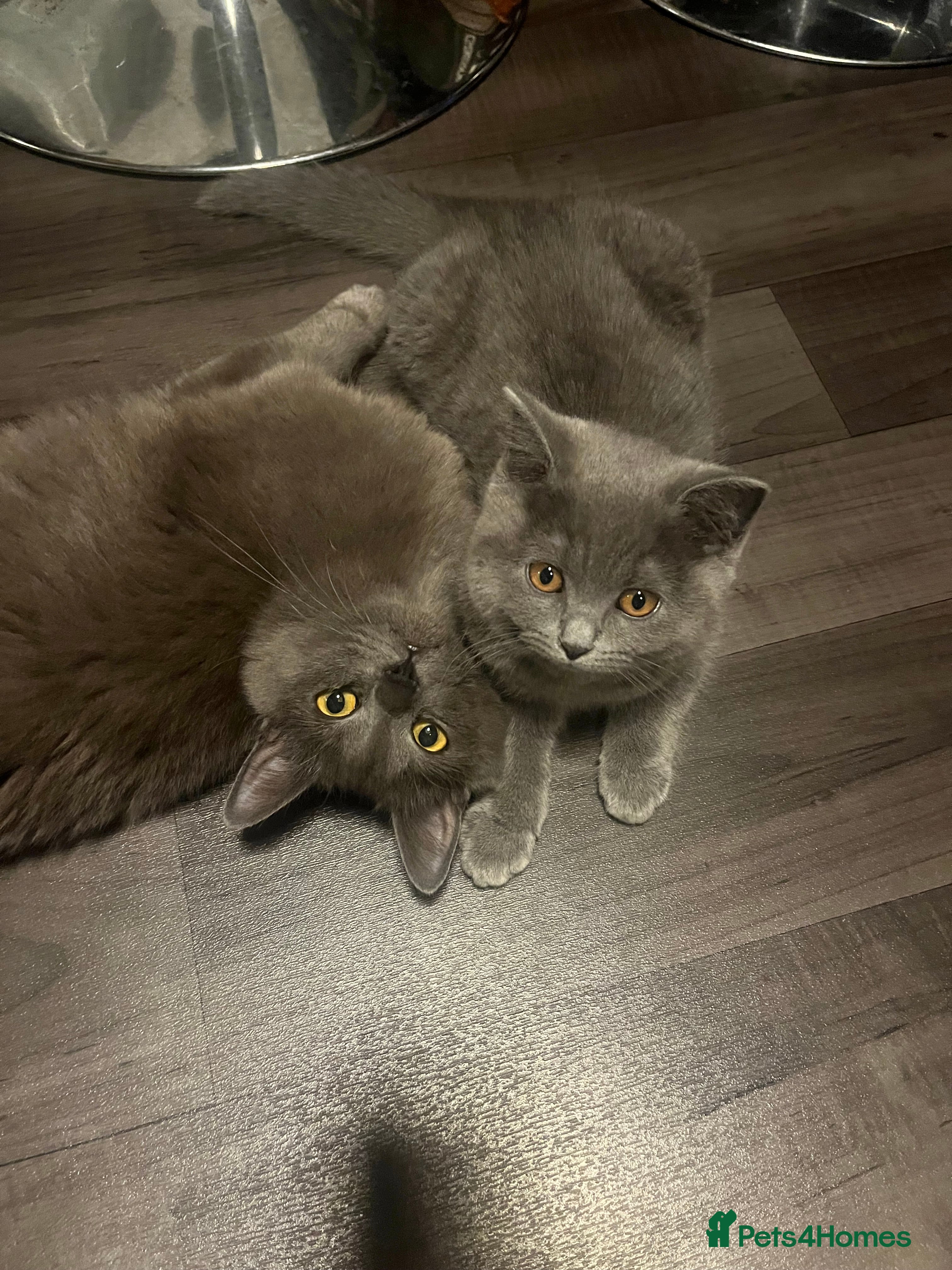 Mixed Breed cats Mother and daughter cats. - Advert 16