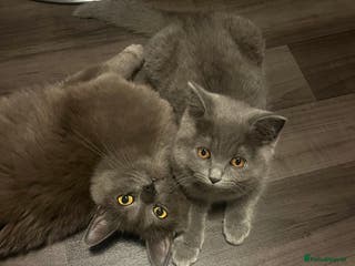 Mixed Breed cats Mother and daughter cats. - Advert 1