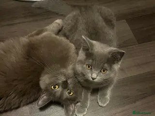 Mixed Breed cats Mother and daughter cats. - Advert 15