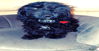 Cockapoo dogs - Advert 13