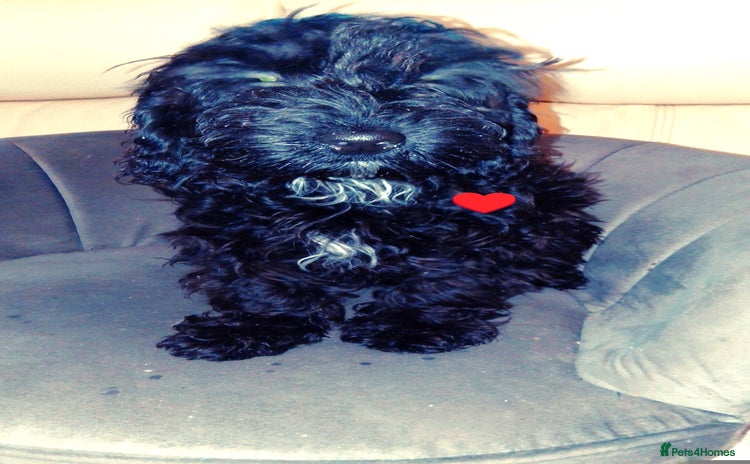 Cockapoo dogs - Advert 12