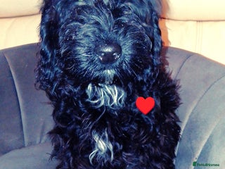 Cockapoo dogs Cockapoo girls ready to leave - Advert 5