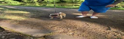 Pug dogs for sale: Beautiful pug - Advert 9