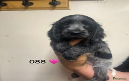 Cocker Spaniel dogs for sale: Blue Roan and Blue Roan & Tan - Image 17