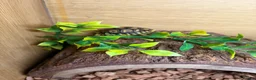 Tortoise reptiles for sale: Leopard Toises-Babies - Advert 10