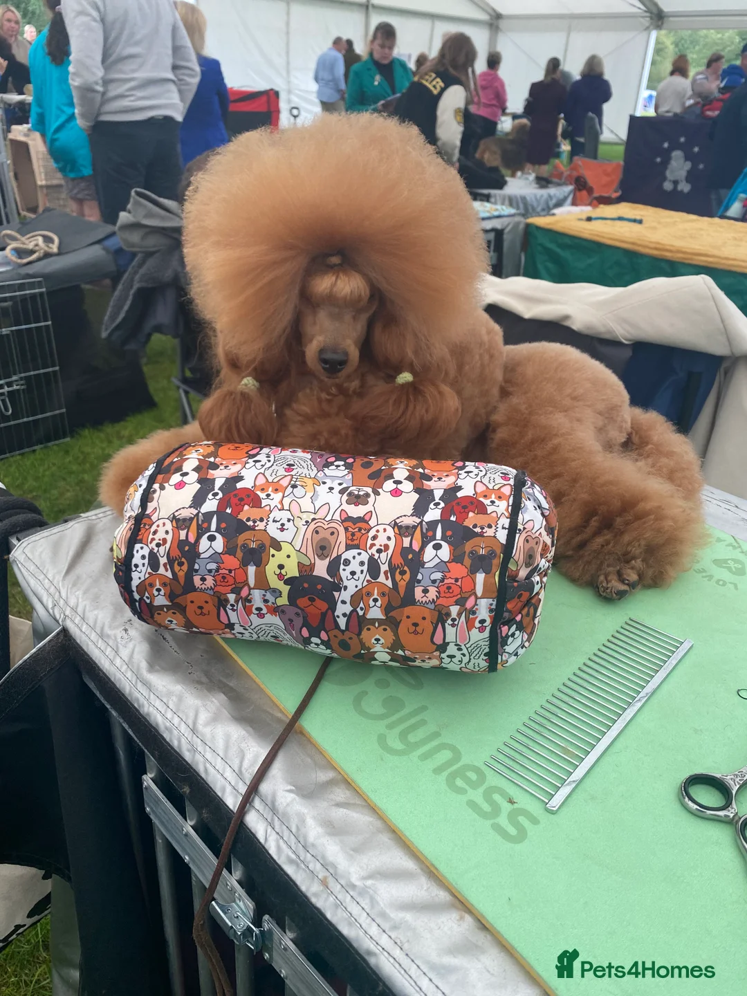 Toy Poodle dogs for sale: ⭐️ Licensed Breeder ⭐️ Toy Poodle Puppies  - Advert 3