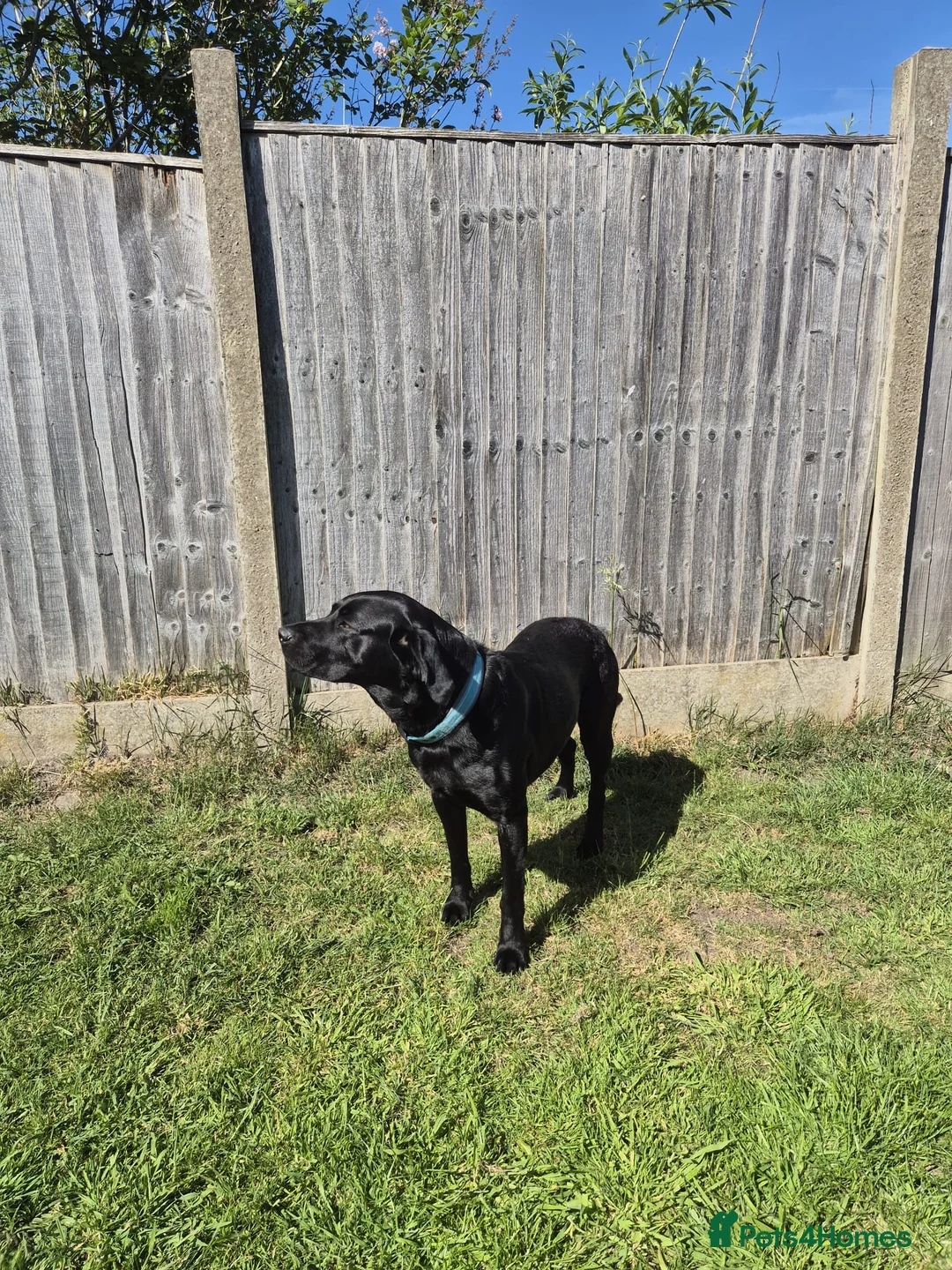 Labrador Retriever dogs for stud: Stud black lab  in Ilkeston - Advert 12