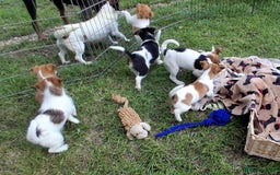 Jack Russell dogs for sale: Pure Jack Russell puppies - Image 12