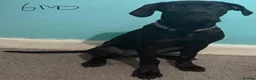 Cane Corso dogs for sale: Cane Corso - Advert 3