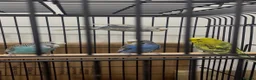 Budgerigars birds for sale: Baby Budgies available £75 a pair - Advert 3