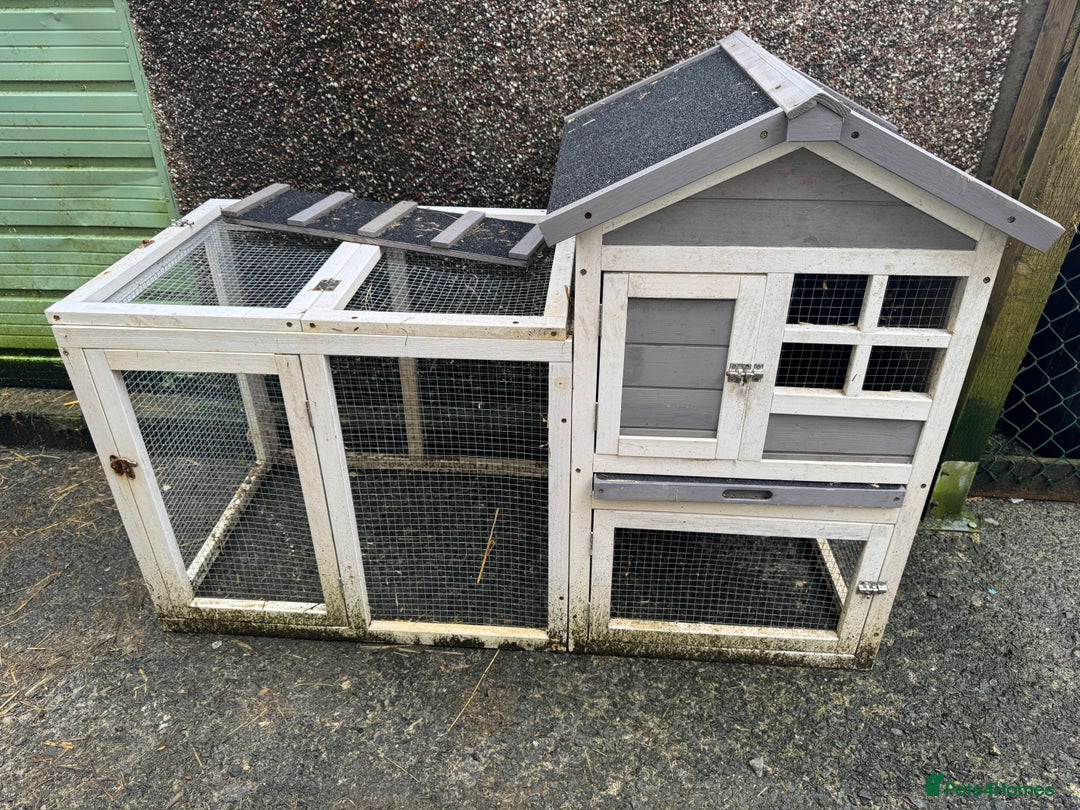 Lionhead rabbits for sale: Bonded lionhead pair  - Advert 2