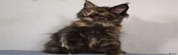Maine Coon cats for sale: Tica Maine Coon Kittens available for reservation - Advert 8