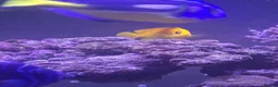 Angelfish fish for sale: Lemonpeel Angelfish in Cheltenham - Advert 1