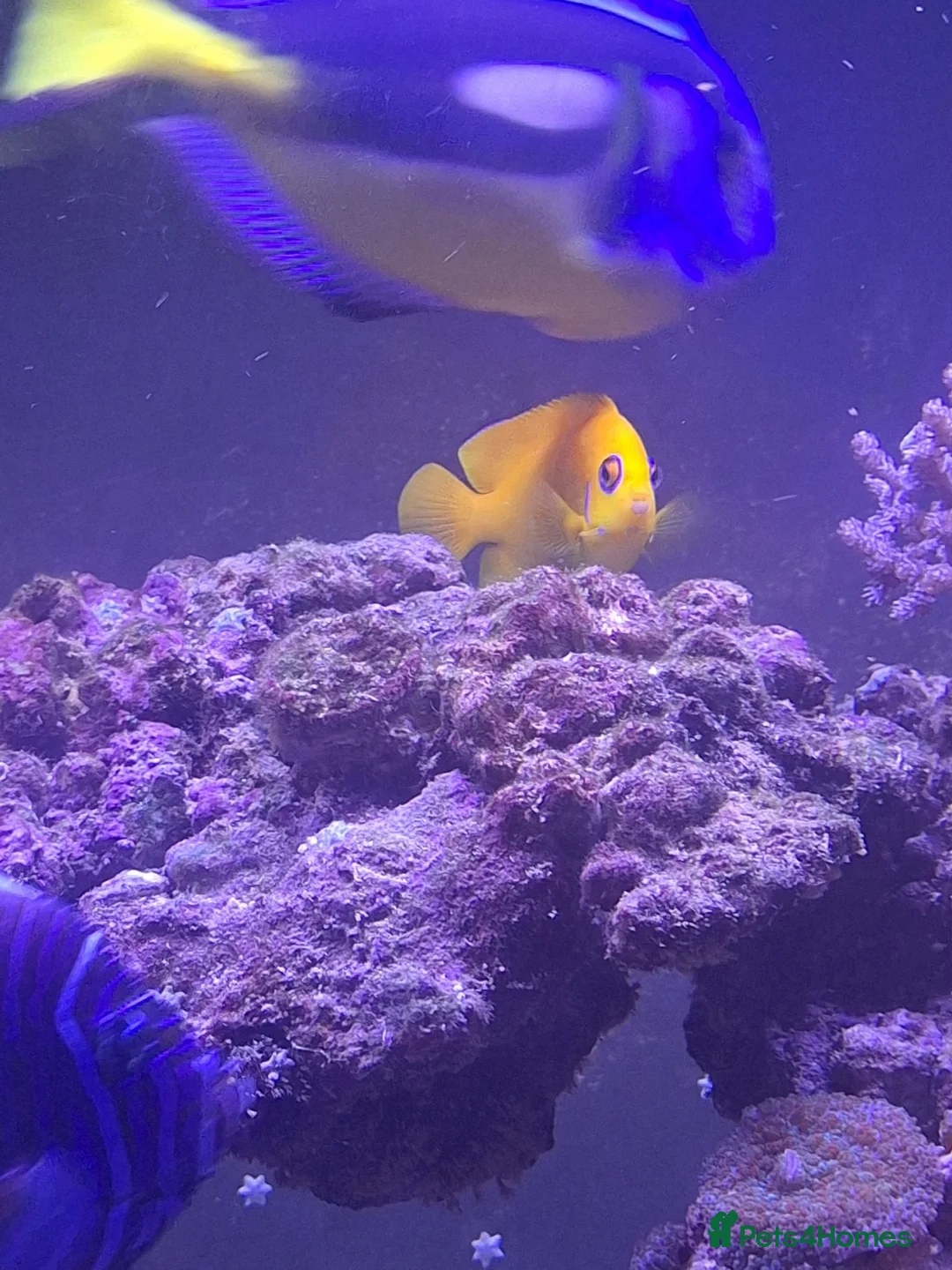 Angelfish fish for sale: Lemonpeel Angelfish in Cheltenham - Advert 1