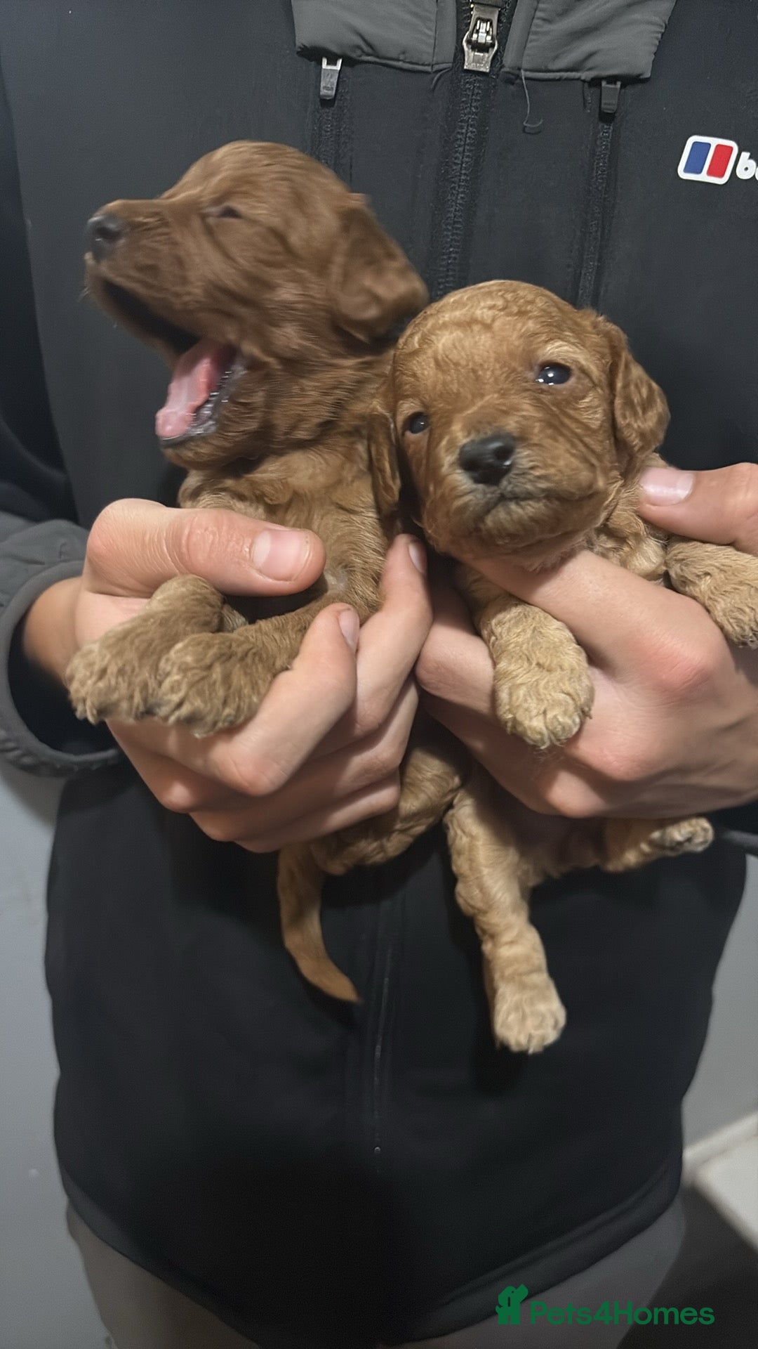 Cockapoo dogs for sale: Gorgeous Red Cockapoo Puppies  - Image 3