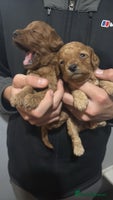 Cockapoo dogs - Advert 11
