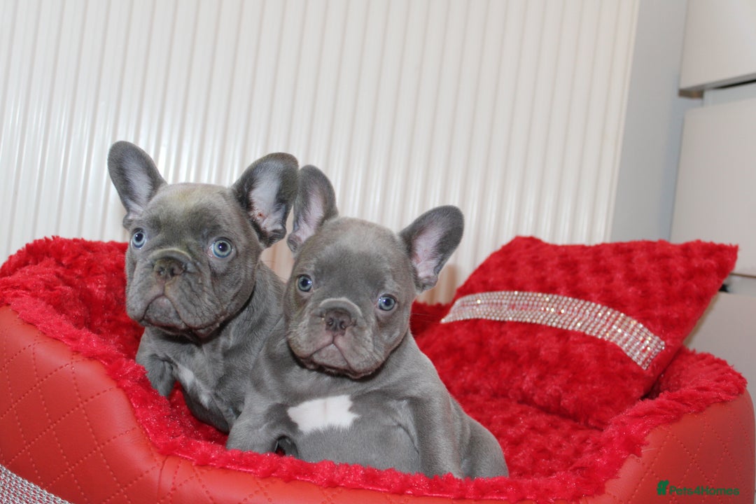 French Bulldog dogs for sale: Solid lilac French bulldog’s  - Advert 11
