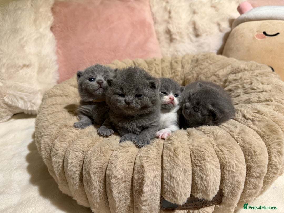 British Shorthair cats for sale: Pure British Shorthair kittens Champion line🥇😻🏆 - Advert 5