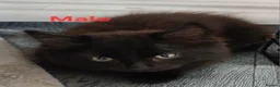 Mixed Breed cats for sale: 6 Crazy, curious, loving kittens - Advert 5