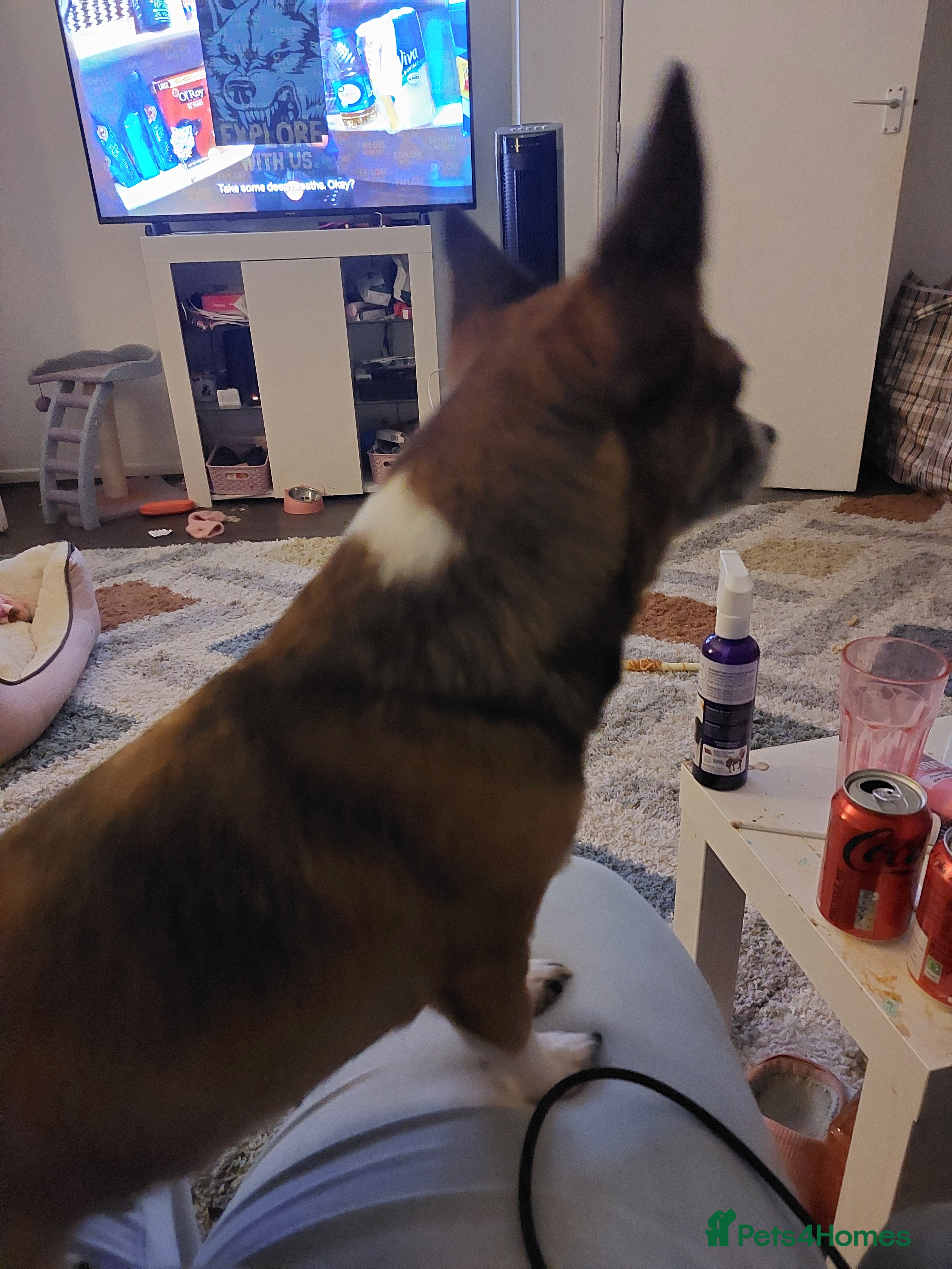 Mixed Breed dogs Small dog wanted - Advert 2