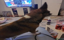 Mixed Breed dogs for sale: Small dog wanted - Advert 1