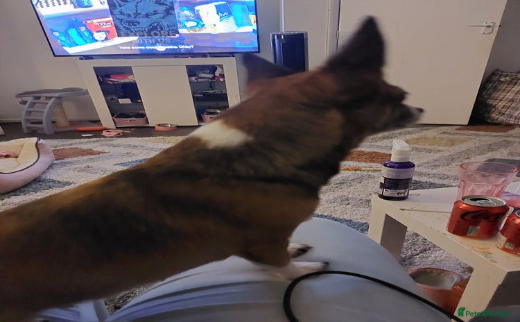 Mixed Breed dogs Small dog wanted - Advert 2