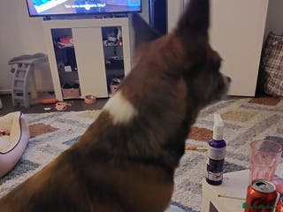 Mixed Breed dogs Small dog wanted - Advert 17