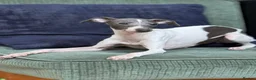 Italian Greyhound dogs for sale: Outstanding FEMALE LEFT REDUCED  - Advert 8