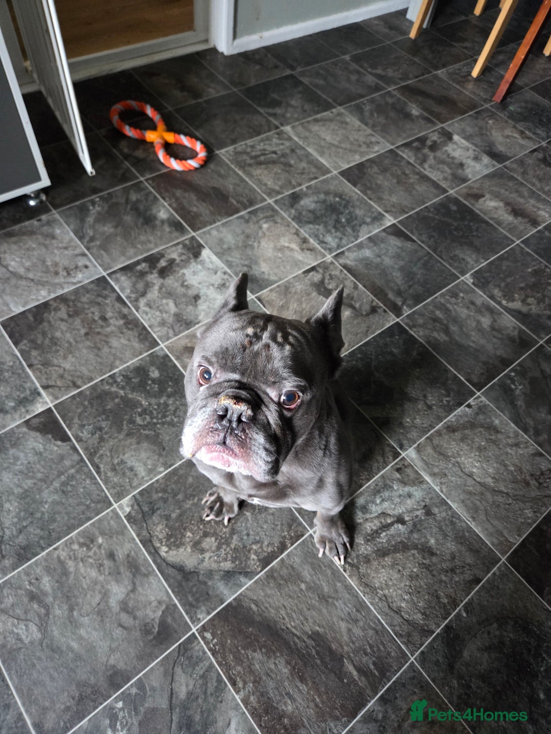 Mixed Breed dogs for sale: Hugo 5yr old bulldog - Advert 1
