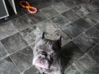 Mixed Breed dogs Hugo 5yr old bulldog - Advert 4