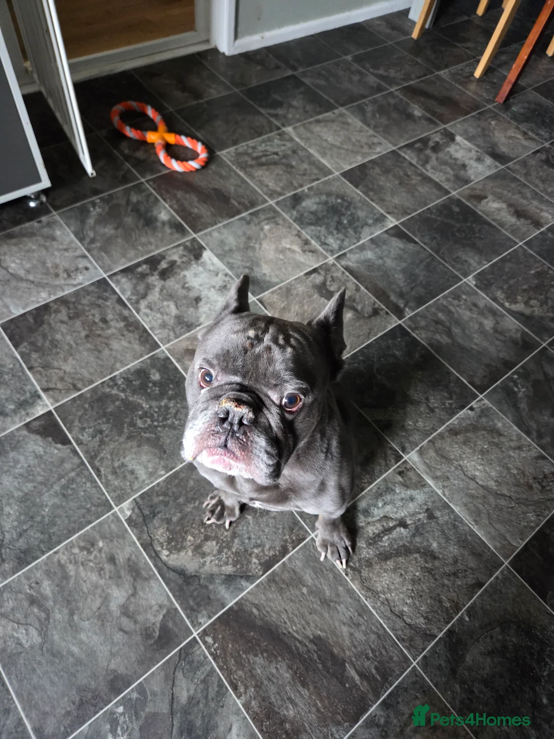 Mixed Breed dogs for sale: Hugo 5yr old bulldog - Advert 1