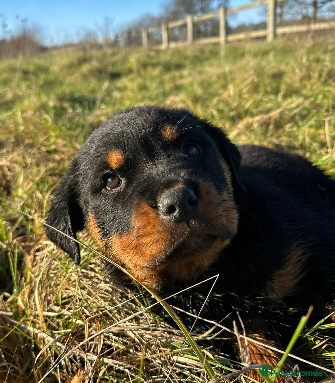 Rottweiler dogs for sale: Stunning chunky Rottweiler puppies - Advert 4
