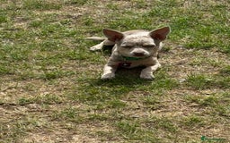 Chihuahua dogs for sale: Female chihuahua  - Image 2