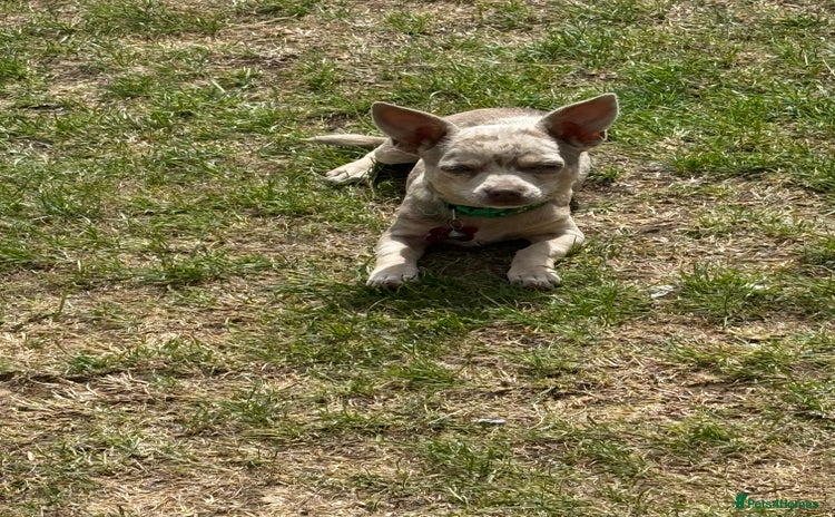 Chihuahua dogs - Advert 2